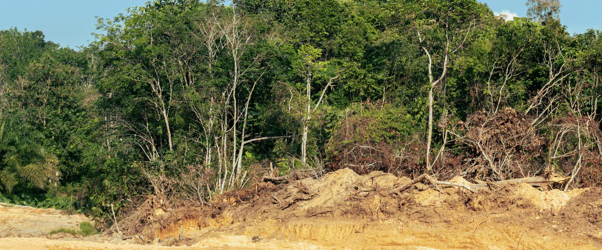 A section of forest with trees and dense greenery is partially cleared, leaving exposed soil and a pile of uprooted branches in the foreground—a typical scene for an Excavation Contractor in Suffolk County, NY.
