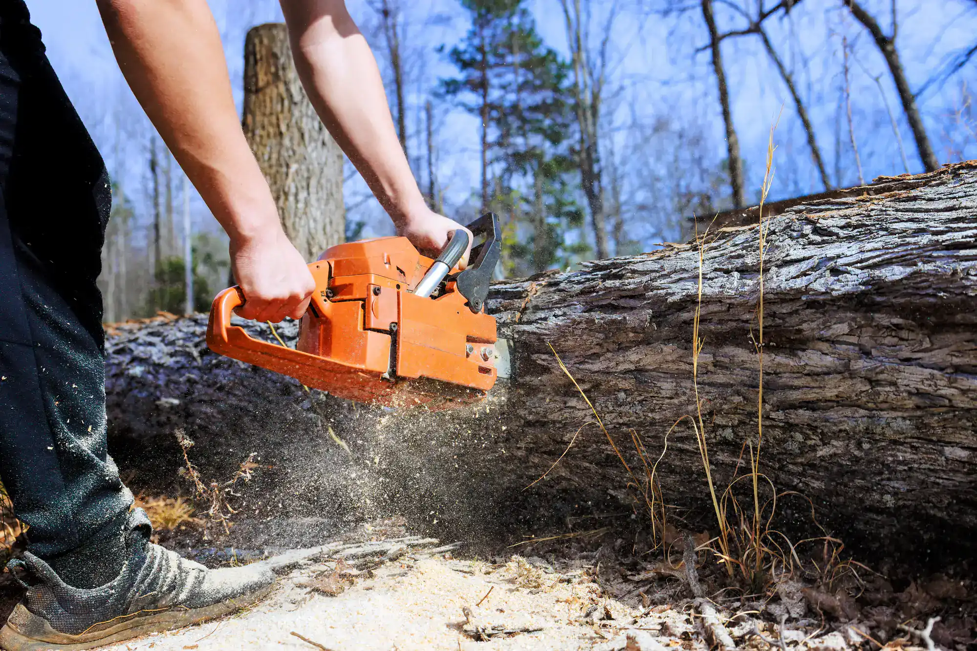 A person uses an orange chainsaw to cut through a fallen tree trunk outdoors, with sawdust flying and trees visible in the background&mdash;a typical scene for an Excavation Contractor in Suffolk County, NY.