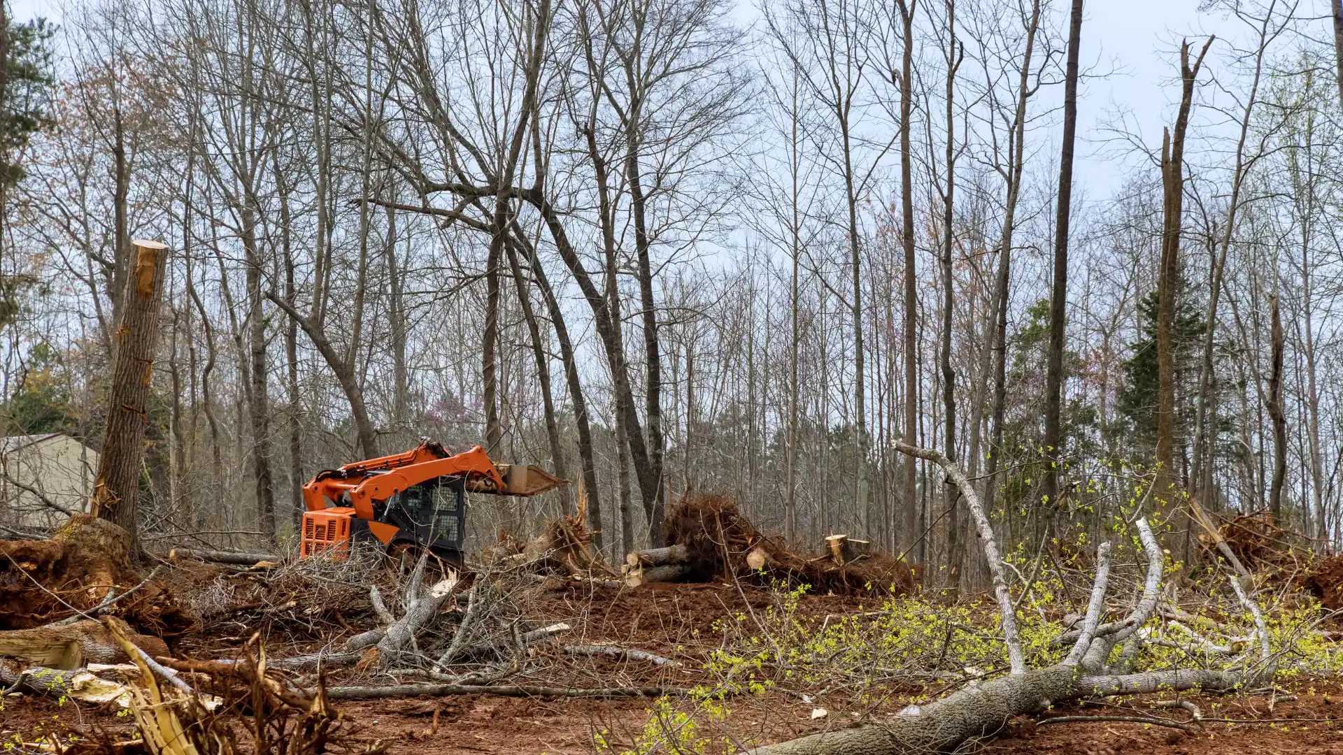 An orange excavator from an Excavation Contractor in Suffolk County, NY sits in a forest clearing, surrounded by fallen trees, branches, and stumps. Leafless trees stand in the background under a cloudy sky.