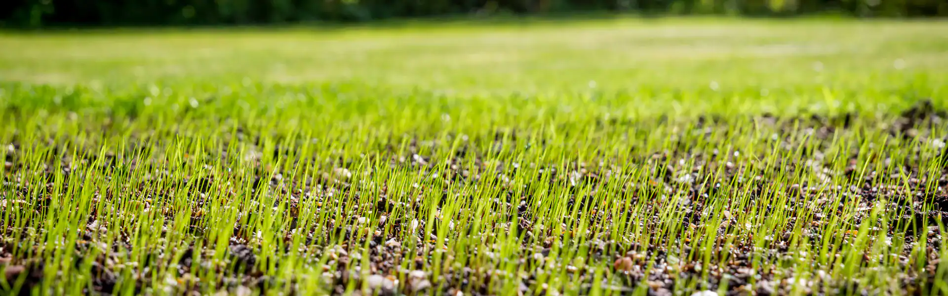 Young green grass sprouts emerging from soil in a lawn, with a blurred background of more grass and trees. Captured close to the ground, this scene highlights the fresh growth that an expert Excavation Contractor Suffolk County, NY can help achieve.
