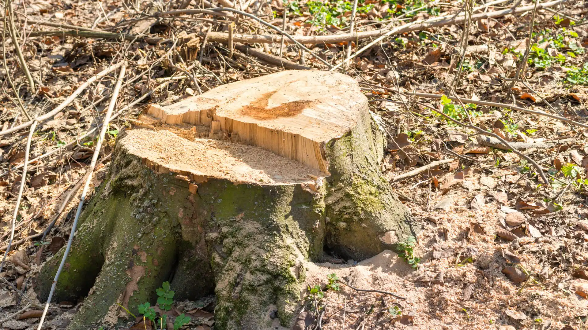 A large tree stump with a smooth, freshly cut surface sits on the forest floor, surrounded by dry leaves and twigs&mdash;evidence of recent work by an Excavation Contractor in Suffolk County, NY, with green plants nearby in sunlight.