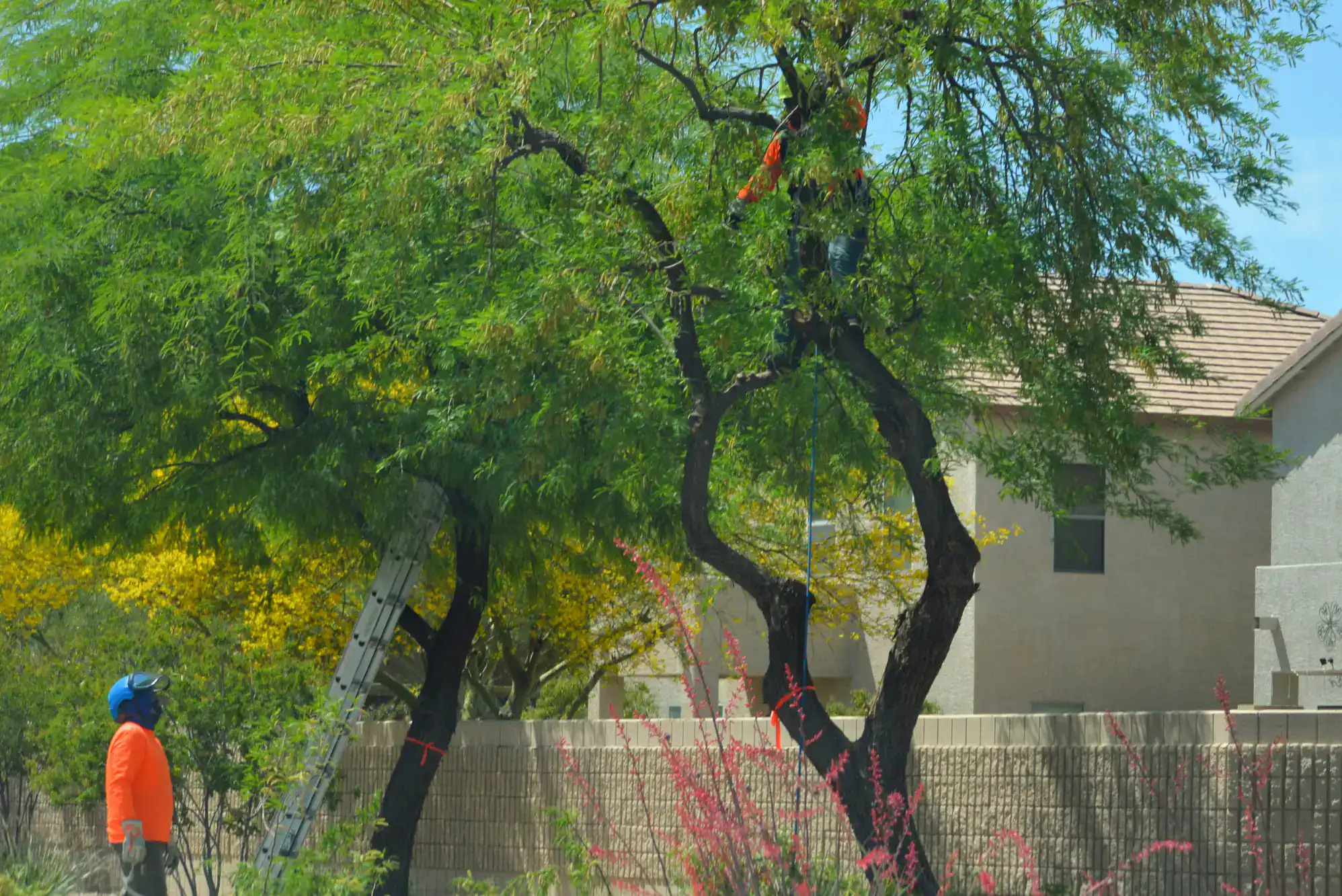 A worker in an orange shirt stands near a tall ladder leaning against a leafy tree, while another trims branches above&mdash;showcasing the versatility of an Excavation Contractor Suffolk County, NY. A beige wall and houses complete the background.