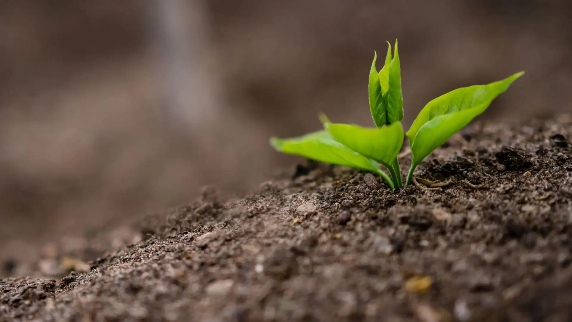 A small green plant sprouting from rich brown soil in NY, with soft focus in the background, symbolizing new growth and beginnings—perfect imagery for an Excavation Contractor Suffolk County committed to starting strong foundations.
